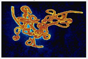 Ebola virus