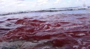 25BAA13700000578-2955249-Horror_Blood_is_seen_in_the_Mediterranean_Sea_following_the_sick-a-11_1424094014545