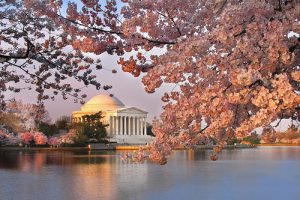 cherry-blossoms-jefferson-memorial