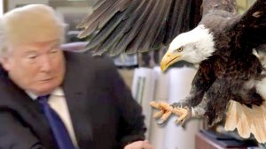 eagle attacks trump