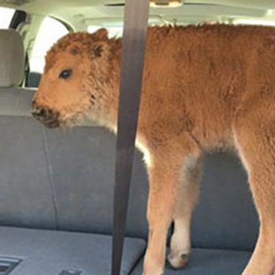 Yellowstone Bison Calf Had To Be Euthanized: Blame Tourists Not The Park [VIDEOS]