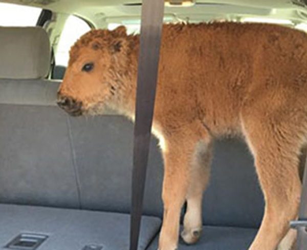 Yellowstone Bison Calf Had To Be Euthanized: Blame Tourists Not The Park [VIDEOS]