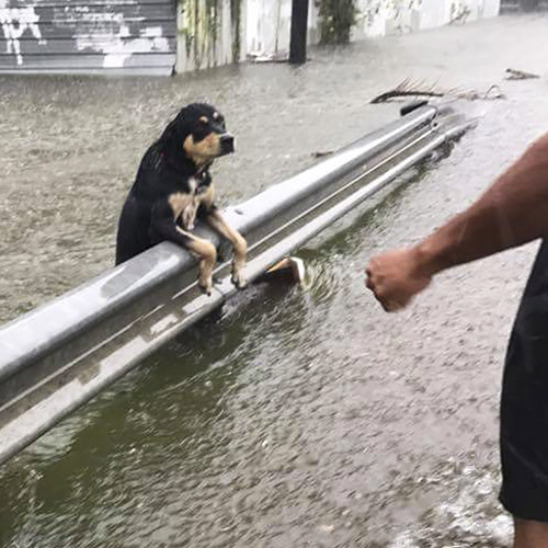 Scummy Dog Owners Leave Dogs Trapped Outside to Face Hurricane Irma [VIDEO]