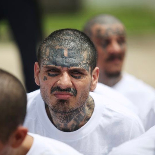 Yes MS-13 Gang Members Are Animals. Here’s Why [VIDEO]
