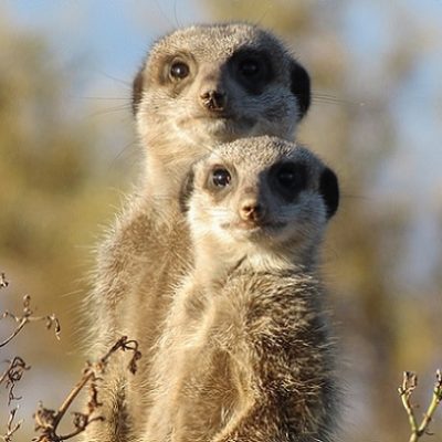 On Valentine's Day, Feed Your Ex To An Animal