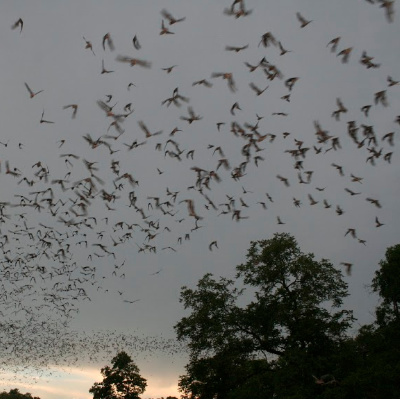 Holy Cold Creep, Batman - 1.5 Million Bats To Be Released At SXSW