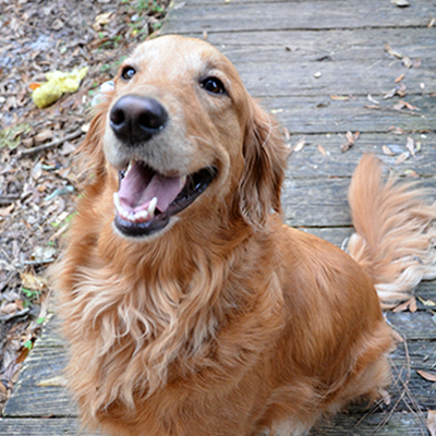 Golden Retriever More Scary than Antifa Says Idiot