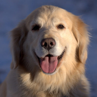 Using a Dog to Boost Liz Warren