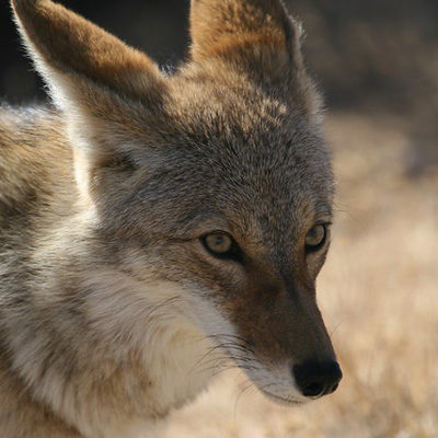 Coyotes Comment Confuses Trump Haters