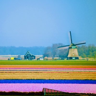 Netherlands To Seize 3,000 Farms In Name Of Climate Change