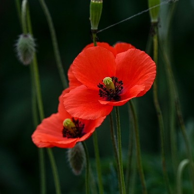 memorial day poppies