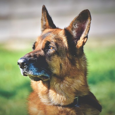 commander german shepherd biden foia dog