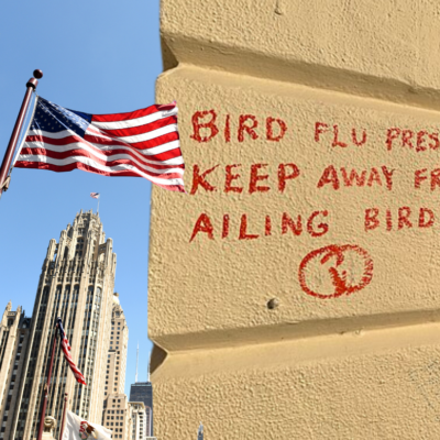 The Sky Is Falling! Bird Flu Pandemic Predicted.
