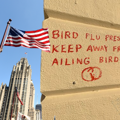 The sky is falling. Bird Flu Pandemic Predicted