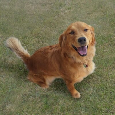 hortman dog golden retriever