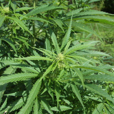 pot