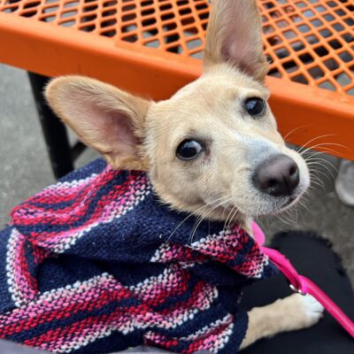 Seattle: Beware Of The Overdosing Dog